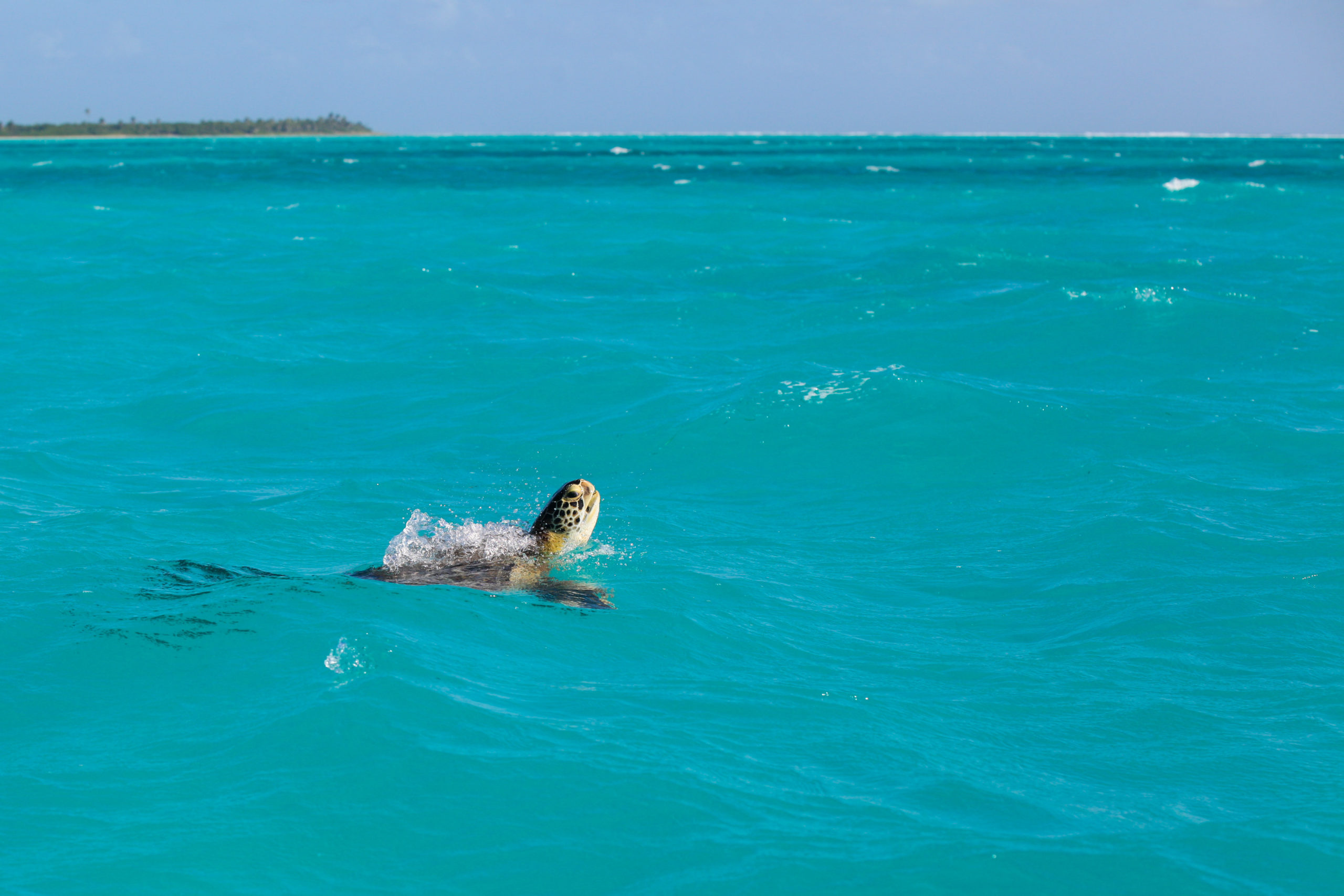 Punta Allen Mexico 202069 Riri ou la Belle vie